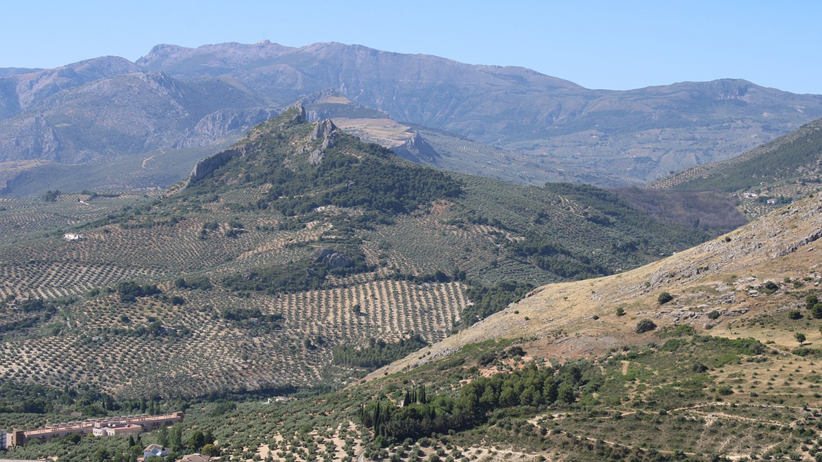 olivos universidad de cordoba|uco olivar
